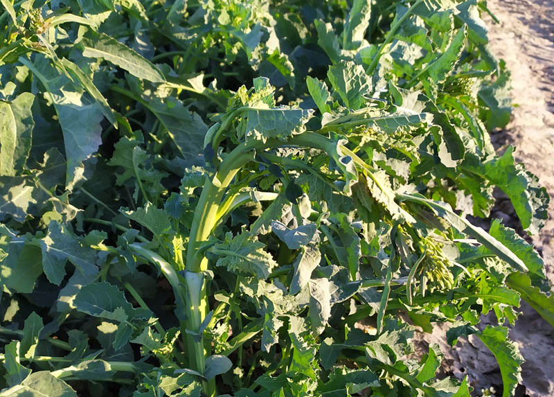 To jeszcze nie koniec przymrozków, a już są problemy