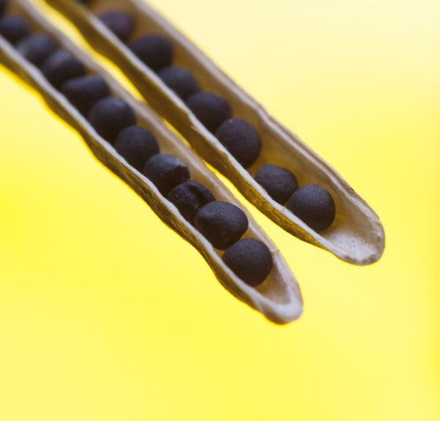 Rzepak - renomowany kwalifikat