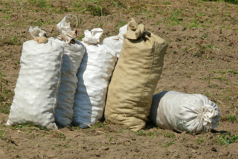 Ruszył nabór wniosków na dopłaty do materiału siewnego