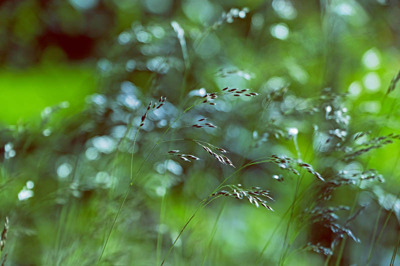 Nowa płatność bezpośrednia: czym są EKOSCHEMATY?