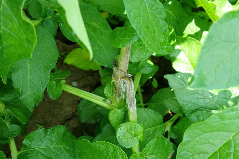 LODR informuje: zaraza ziemniaczana już na łodygach