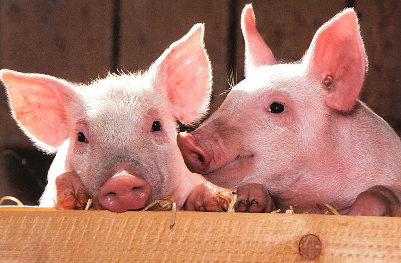 O co tu chodzi? Lekarz na telefon już jest. Teraz... pora na weterynarza?