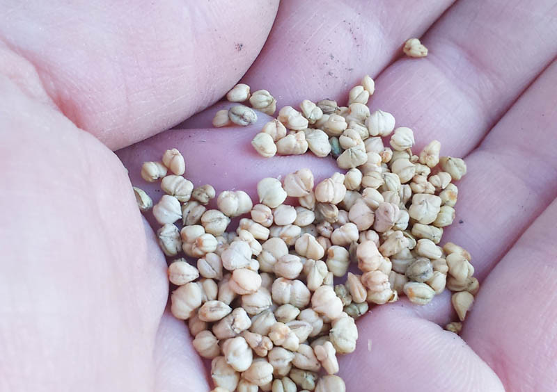 IOR także ostrzega przed nieznanymi nasionami z Chin