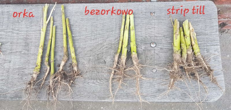 IOR: Różne metody uprawy rzepaku – jakie przynoszą efekty?