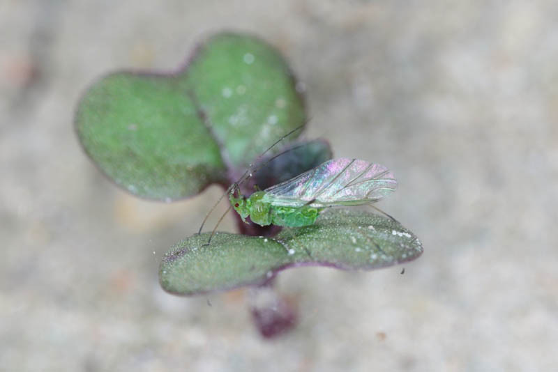 IOR: pchełki i mszyce w rzepaku