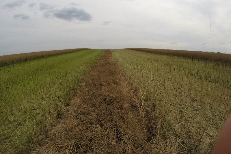 Jesienne ściernisko