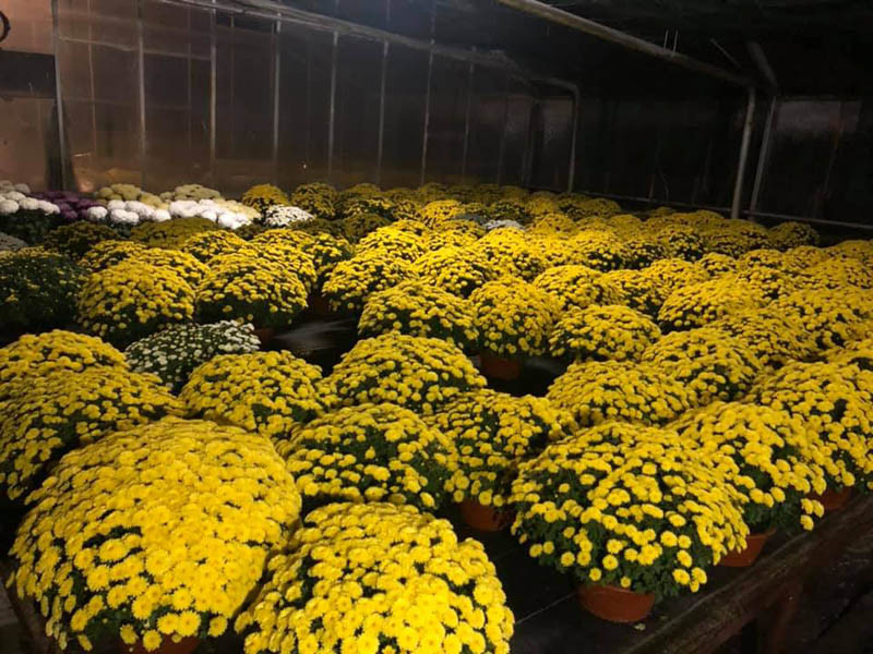 Pomoc dla producentów chryzantem. Komunikat był... i już go nie ma