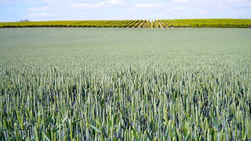 Połączenie firm Certis Europe i Belchim Crop Protection