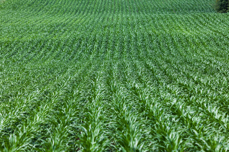 Skuteczna walka z zachwaszczeniem w kukurydzy