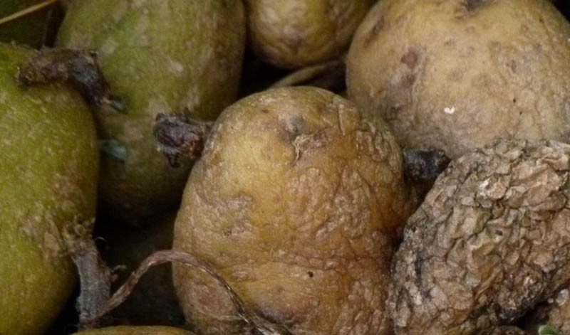 GUS: straty magazynowe ziemniaków większe niż przed rokiem