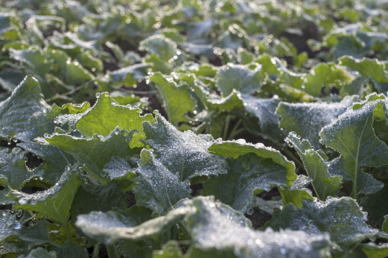 KRIR: Potrzebna interwencja na rynku nawozów azotowych