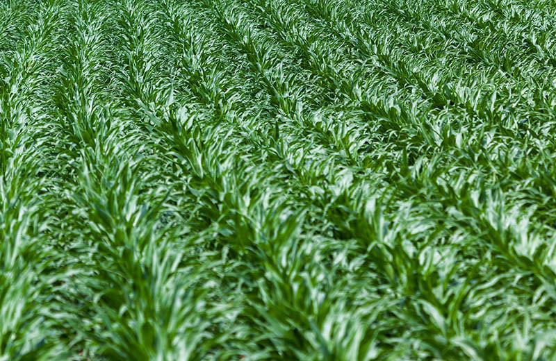 Podsumowanie siewów kukurydzy