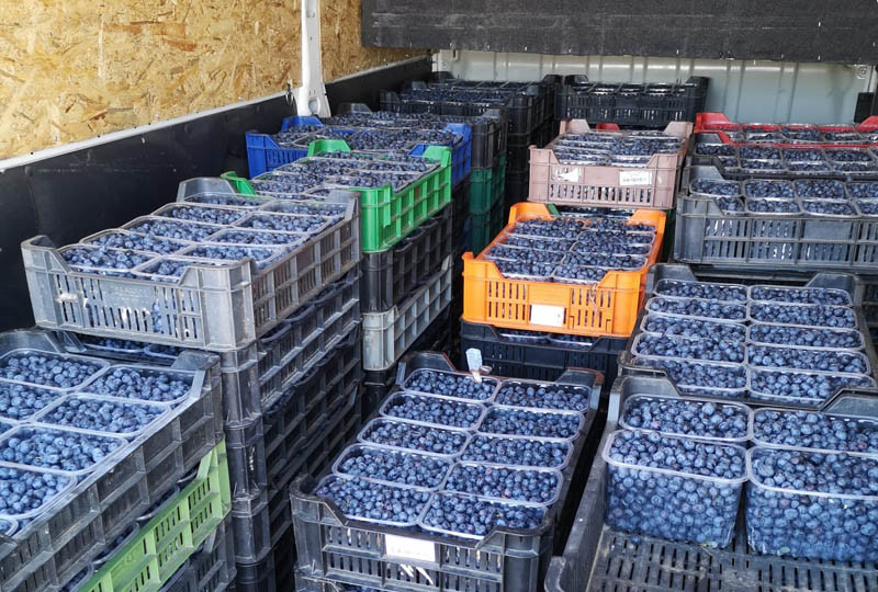 IJHARS: borówki nieznanego pochodzenia, pomidory źle oznakowane