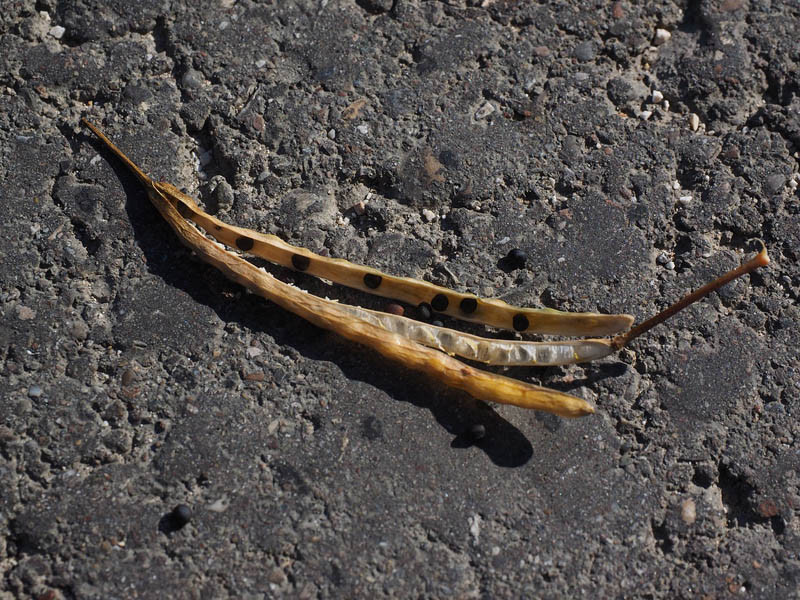 KZPRiRB: odbicie cen rzepaku na koniec tygodnia