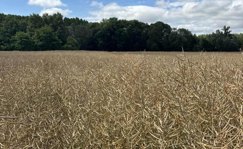 KZPRiRB: niezły rzepakowy początek tygodnia