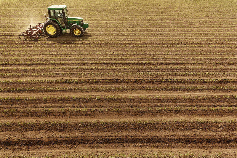 Siew kukurydzy a potencjał stanowiska