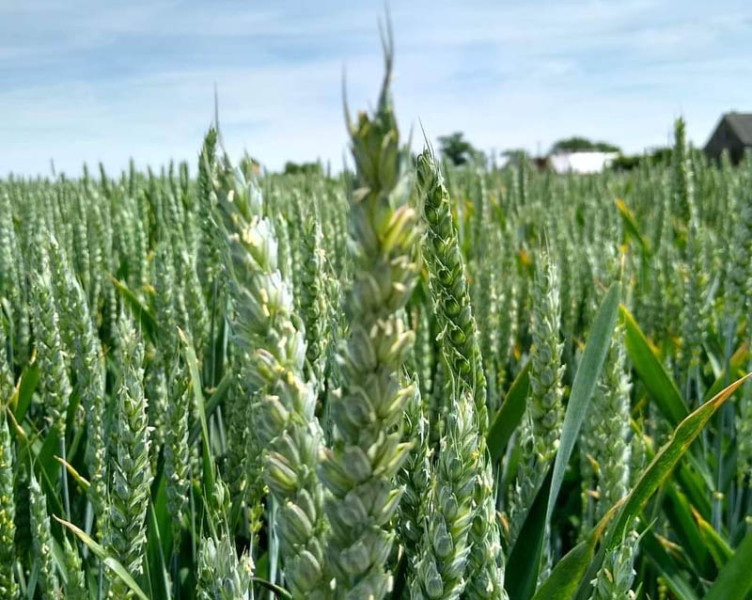 COBORU: listy odmian zalecanych - pszenica jara i rzepak jary