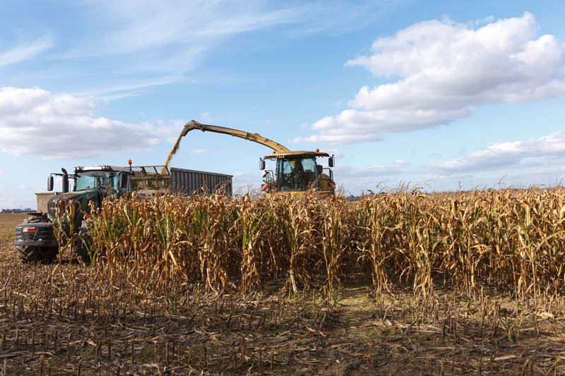Kukurydza na kiszonkę - lista odmian zalecanych COBORU 2025