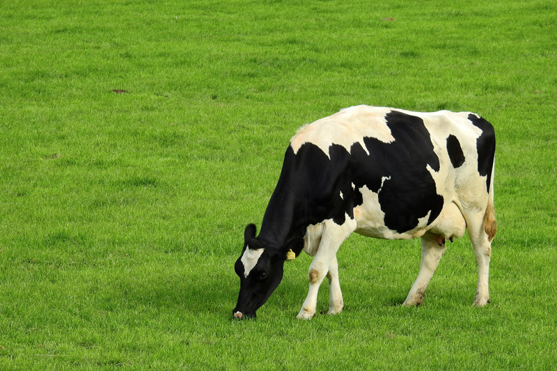 Szkolenie online: Racjonalne nawożenie trwałych użytków zielonych