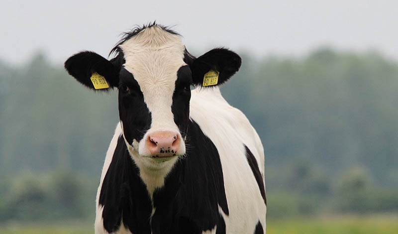 Ponad 2700 sztuk bydła mlecznego w ogniskach pryszczycy na Słowacji