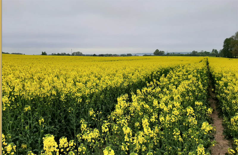 KZPRiRB: więcej optymizmu w kontraktach na rzepak z nowych zbiorów