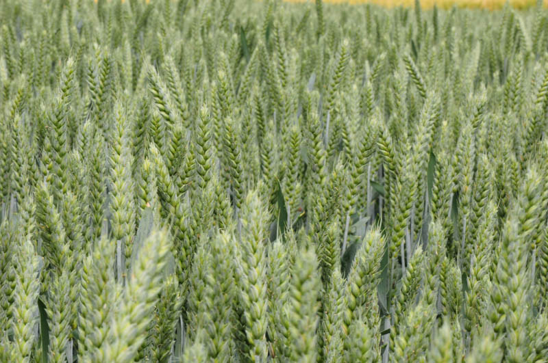 Trzeci tydzień marca'25 - zboża znacznie droższe niż przed rokiem