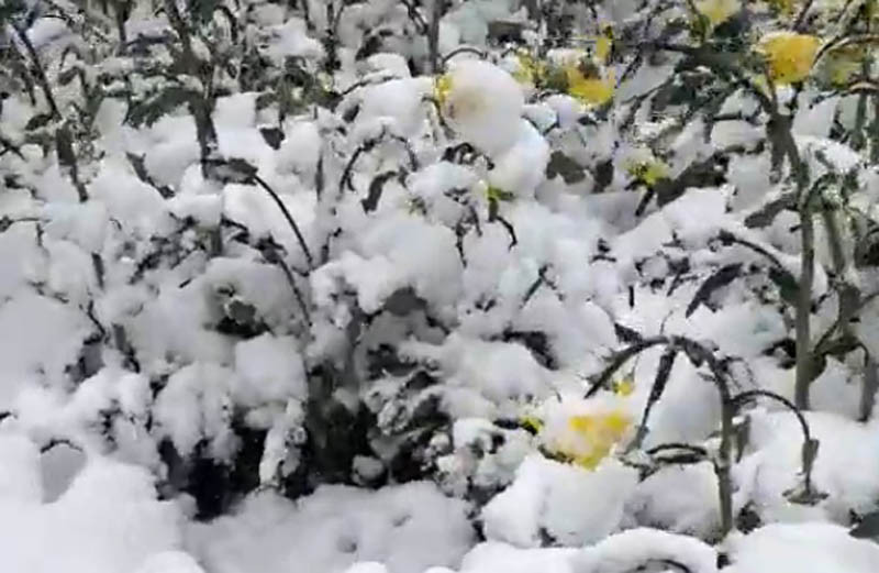 Bułgaria: Kwitnący rzepak i kiełkujący słonecznik pod śniegiem