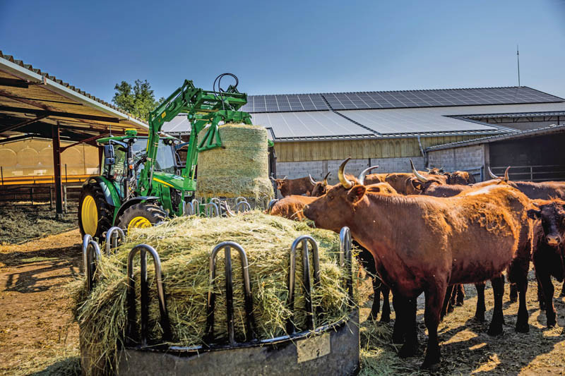 Jak wykorzystać sprzyjające warunki w sektorze mleczarskim i mięsnym?
