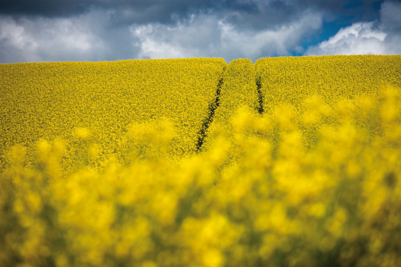 Biofungicydy – nowe możliwości w ochronie rzepaku