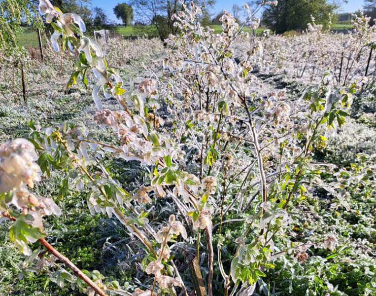 Gdzie był największy mróz? Komu udało się ochronić uprawy?