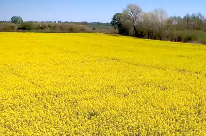 KZPRiRB: rzepak z nowych zbiorów nieco w dół, ale...