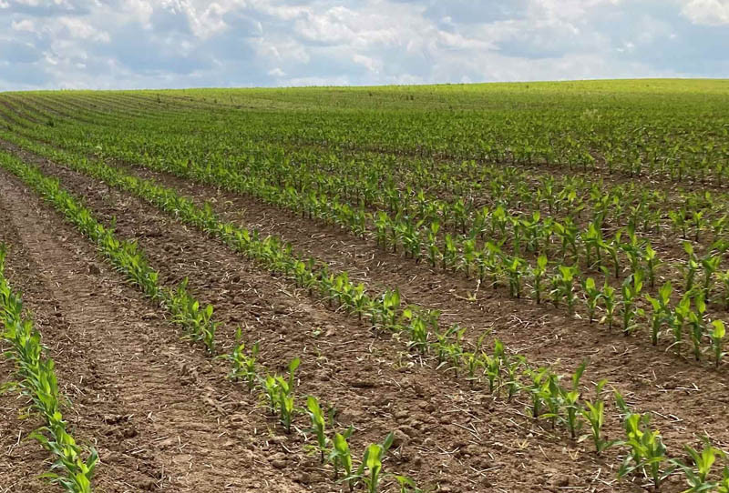 Pogoda płata figle producentom kukurydzy