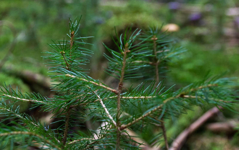 Ruszyły wnioski o wsparcie na zalesianie lub zadrzewianie