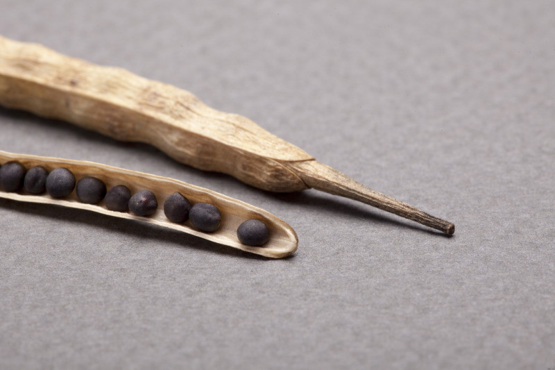 KZPRiRB: rzepak z nowych zbiorów nawet po 2200 zł/t