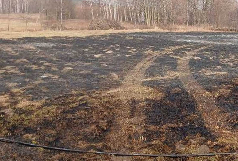 Wypalali trawę. Od trawy ogień zajął drzewa