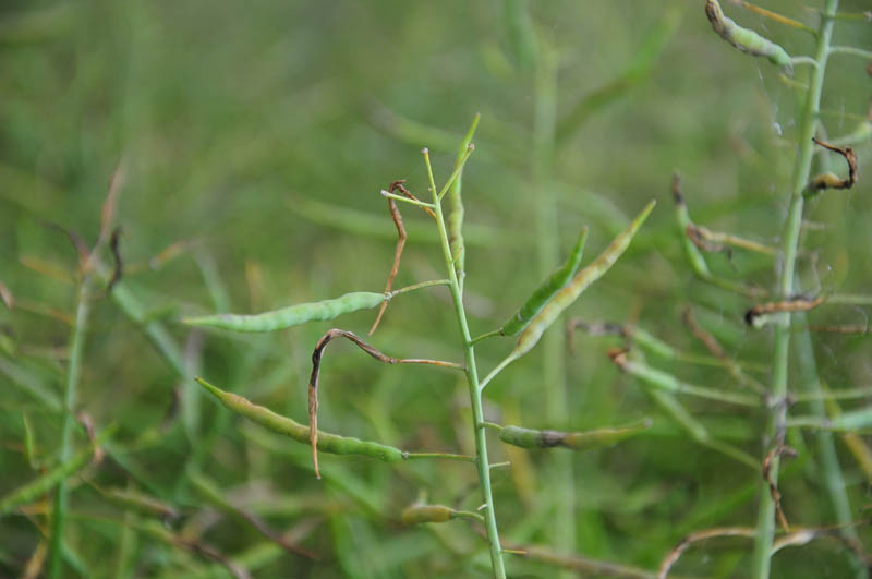 KZPRiRB: rzepak bez odbicia w końcówce tygodnia