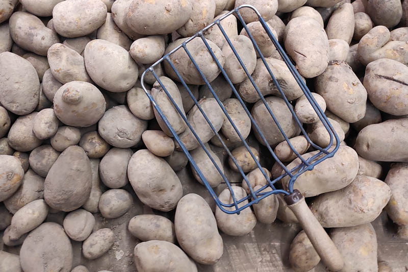 Ziemniak - ceny na rynkach hurtowych