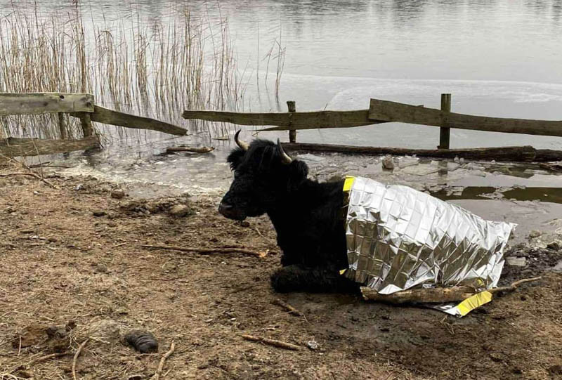 Strażacy uratowali krowę, pod którą załamał się lód