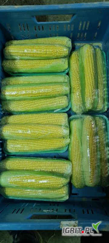 Witam. Sprzedam kukurydzę cukrową z własnego gospodarstwa ilości paletowe jednorazowo nawet 8 tys. Cena : na zielono 0.8Z okienkiem...
