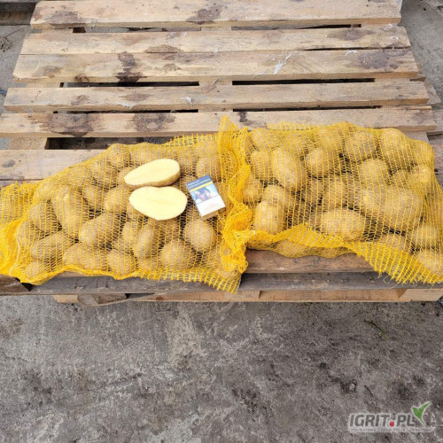 Kupię za GOTÓWKĘ ( KASA PRZY ZAŁADUNKU) Ziemniaki żółte ilości tirowe opakowanie 10/15 kg.