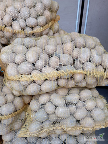 Sprzedam ziemniaki odmiana SORAYA wielkość od 35 do 50 cena 1 zł 