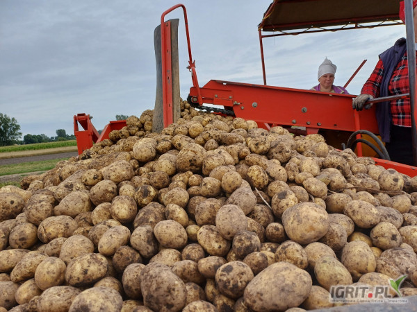 Sprzedam ziemniaki odmian żółtych i białych w worku 15 kg w sporcie 40+ z badaniami fito, ziemniak z ciemnej ziemi 
