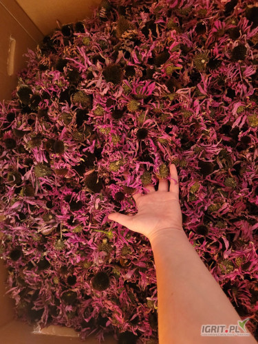 Kwiaty jeżówki purpurowej (całe główki) - 50 zł/kg
