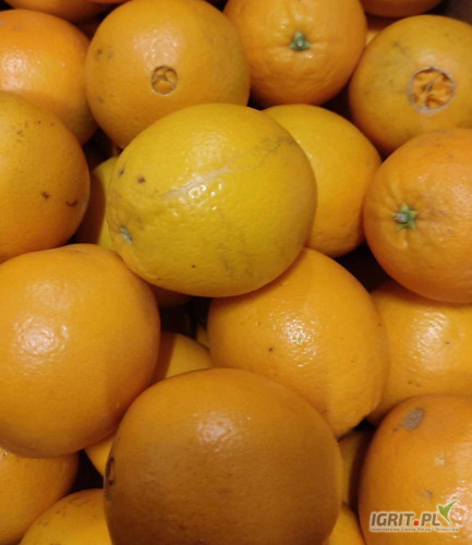Pomarańcze,słodkie i soczyste.dostepna duża ilość.Pakowane po 15 kg.Pochodzenie Egipt