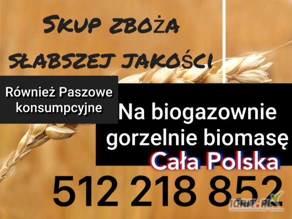 Skup  cała Polska zboże kukurydza rzepak paszowe i konsumpcyjne, również na gorzelnię słabszej jakości  szybka płatność...