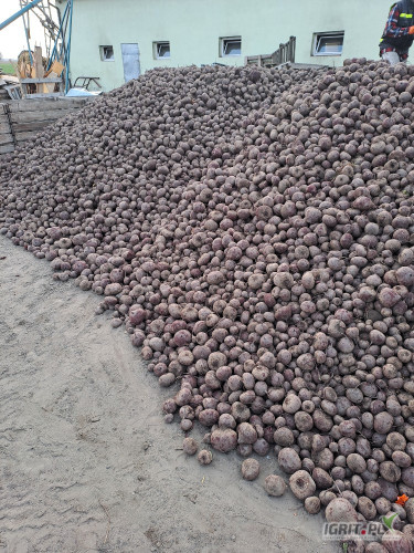 Sprzedam burak czerwony odmiana zeppo kal 5-12  ok 60t