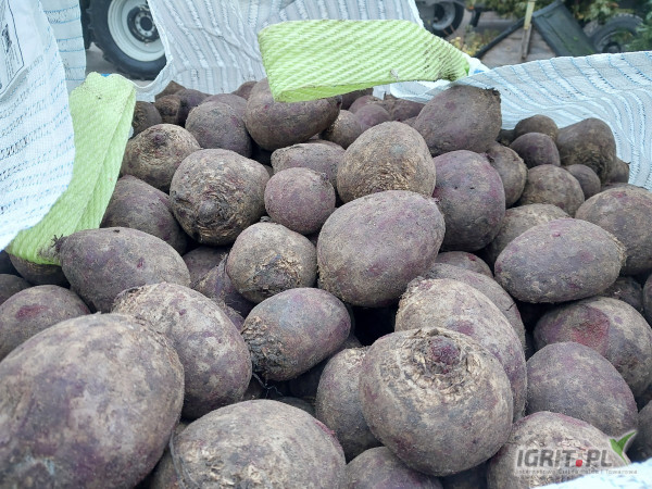 Sprzedam buraka Monty kal. 5-10 spakowane w Big bagi. 