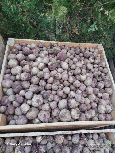 Sprzedam 100 ton buraka odmiana Wodan kaliber 5+  na przemysł. Luz lub Big bag. 