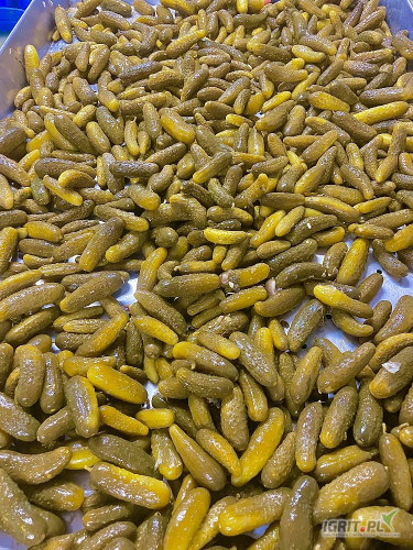 Sprzedam całosamochodowe ilości ogórka kiszonego. Ogórki z własnej plantacji odmiany Octopus, kiszone wyłącznie w beczkach....