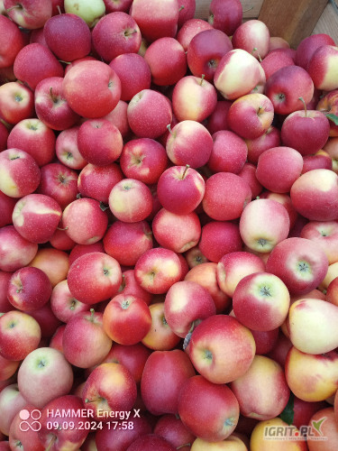 sprzedam galę must 100 skrzyń